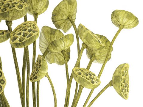 Um lindo buqu&ecirc; de vaso de ramos de l&oacute;tus verdes secos Modelo 3D