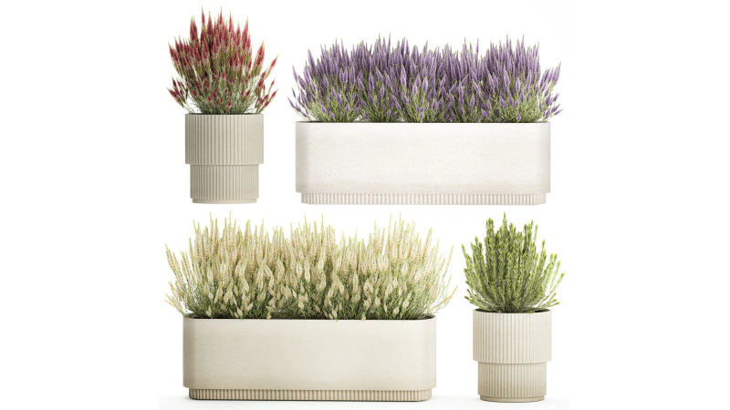 Collection flowers bush rosemary lavender Calluna pots 3D Model .c4d .max .obj .3ds .fbx .stl .blend 