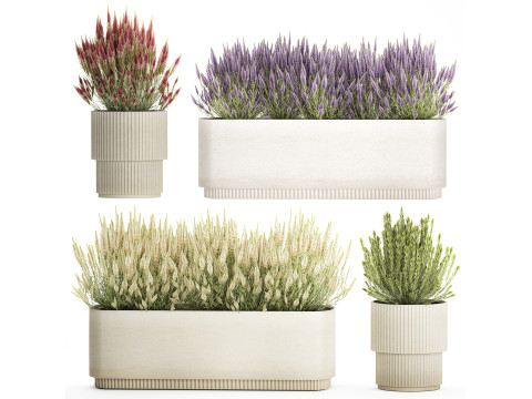 Collezione fiori cespuglio rosmarino lavanda Calluna vasi Modello 3D