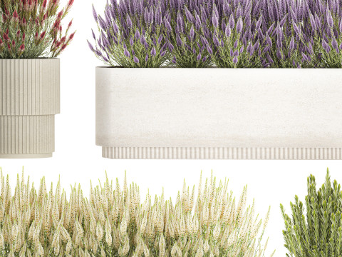 Collectie bloemen struik rozemarijn lavendel Calluna potten 3D Model