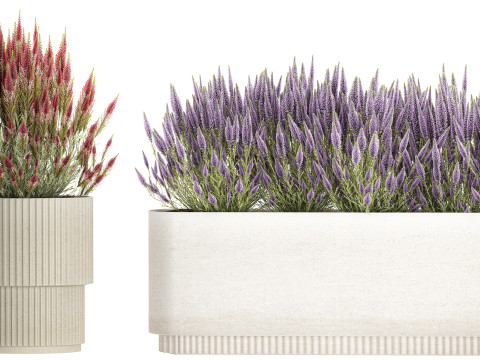 Collectie bloemen struik rozemarijn lavendel Calluna potten 3D Model