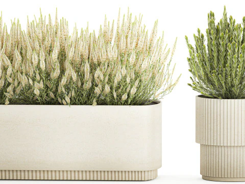 Collection flowers bush rosemary lavender Calluna pots 3D Model