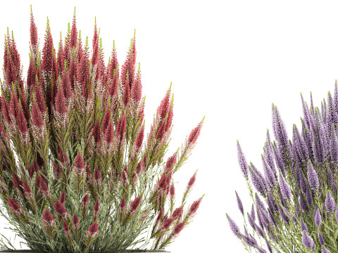 Collectie bloemen struik rozemarijn lavendel Calluna potten 3D Model