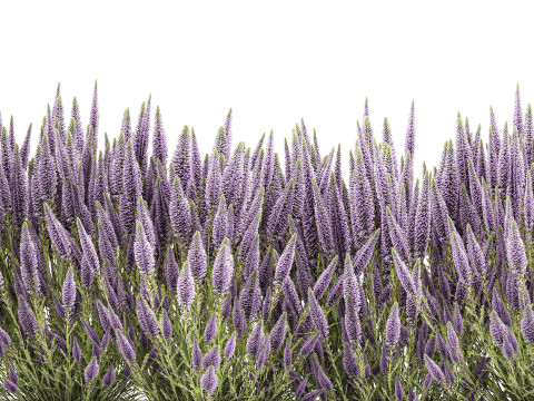 Collectie bloemen struik rozemarijn lavendel Calluna potten 3D Model