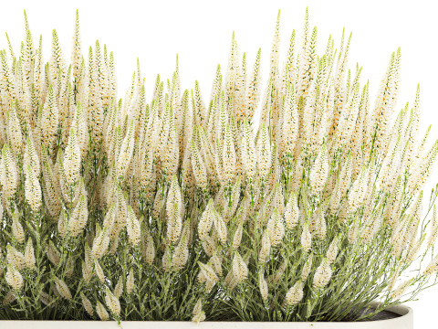 Collectie bloemen struik rozemarijn lavendel Calluna potten 3D Model