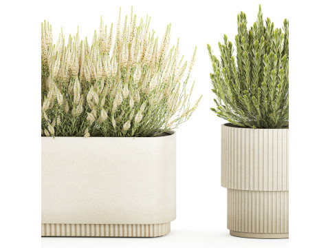 Collectie bloemen struik rozemarijn lavendel Calluna potten 3D Model