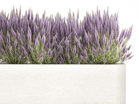 Collectie bloemen struik rozemarijn lavendel Calluna potten 3D Model