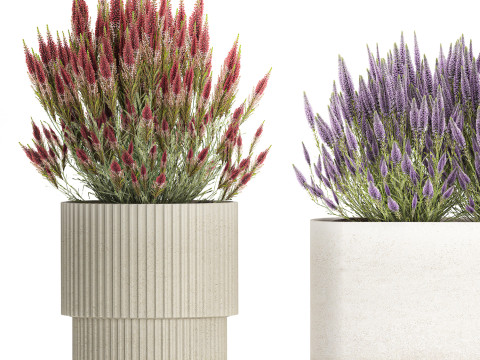 Collectie bloemen struik rozemarijn lavendel Calluna potten 3D Model