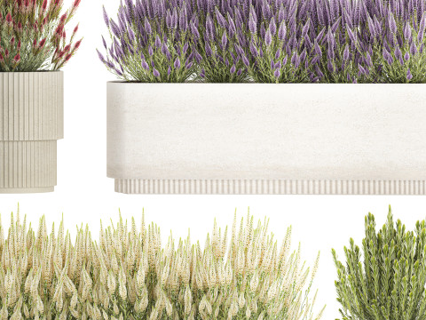 Collectie bloemen struik rozemarijn lavendel Calluna potten 3D Model