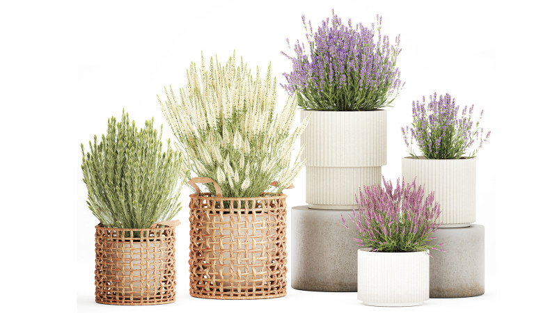 Arbustos flores cestas Calluna lavanda romero macetas decoraci&oacute;n Modelo 3D .c4d .max .obj .3ds .fbx .stl .blend 