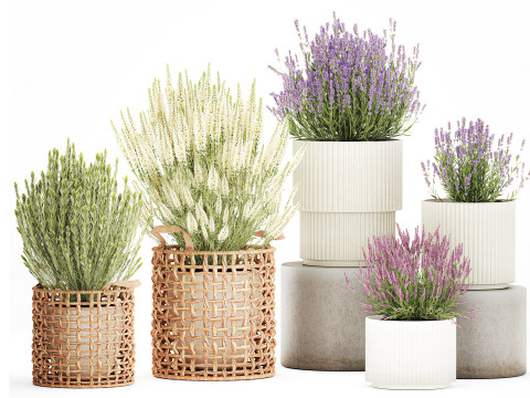 Keranjang Bunga Semak Dekorasi Pot Calluna Lavender Rosemary Model 3D