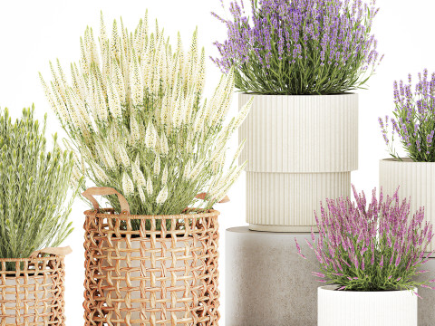 Arbustos flores cestas Calluna lavanda romero macetas decoraci&oacute;n Modelo 3D
