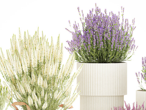 Arbustos flores cestas Calluna lavanda romero macetas decoraci&oacute;n Modelo 3D