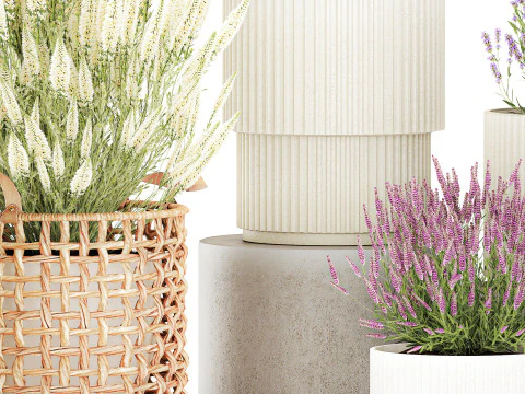 झाड़ियाँ फूलों की टोकरियाँ कैलुना लैवेंडर रोज़मेरी बर्तन सजावट 3D मॉडल