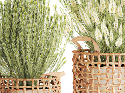 Arbustos flores cestas Calluna lavanda romero macetas decoraci&oacute;n Modelo 3D