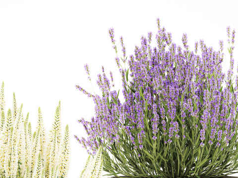 Arbustos flores cestas Calluna lavanda romero macetas decoraci&oacute;n Modelo 3D