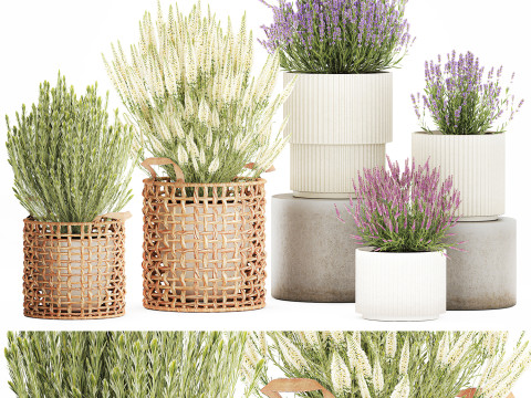Arbustos flores cestas Calluna lavanda romero macetas decoraci&oacute;n Modelo 3D