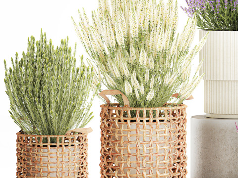 Arbustos flores cestas Calluna lavanda romero macetas decoraci&oacute;n Modelo 3D