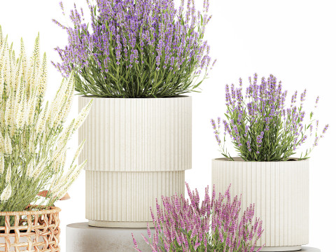 Arbustos flores cestas Calluna lavanda romero macetas decoraci&oacute;n Modelo 3D