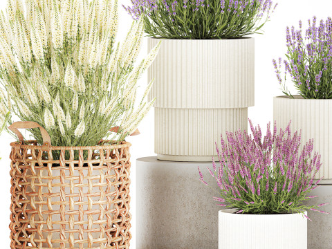 Arbustos flores cestas Calluna lavanda romero macetas decoraci&oacute;n Modelo 3D