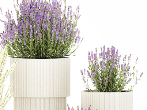 Arbustos flores cestas Calluna lavanda romero macetas decoraci&oacute;n Modelo 3D