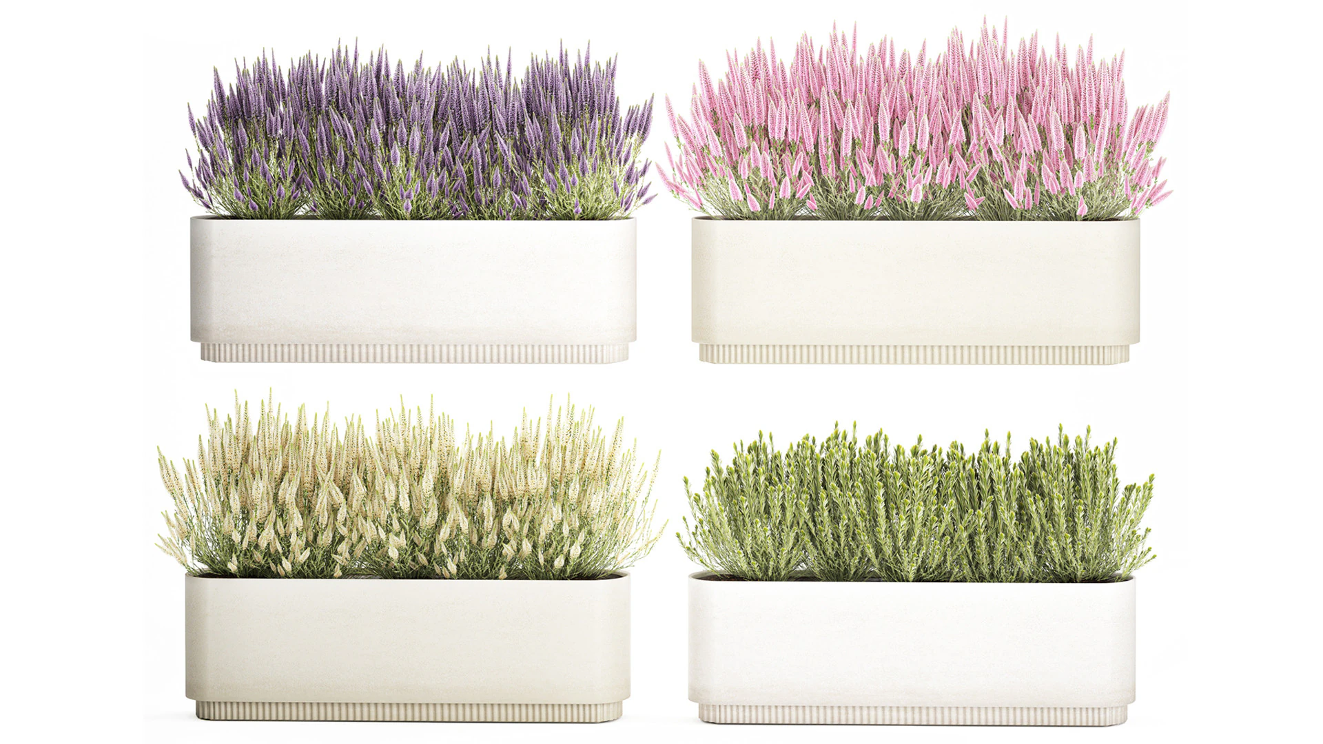 Collezione fiori Calluna Rosmarino Lavanda in vasi a cespuglio Modello 3D .c4d .max .obj .3ds .fbx .stl .blend