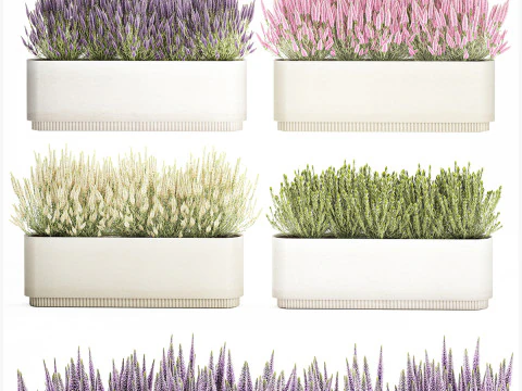 Collezione fiori Calluna Rosmarino Lavanda in vasi a cespuglio Modello 3D
