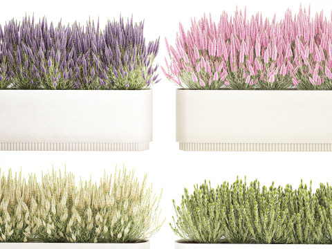 Collectie bloemen Calluna Rozemarijn lavendelstruikpotten 3D Model