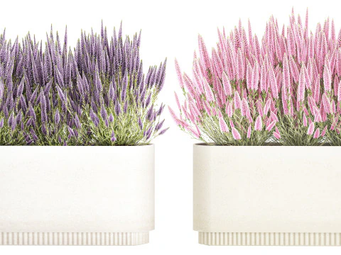 Collezione fiori Calluna Rosmarino Lavanda in vasi a cespuglio Modello 3D