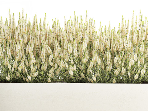 Collectie bloemen Calluna Rozemarijn lavendelstruikpotten 3D Model
