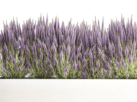 Collezione fiori Calluna Rosmarino Lavanda in vasi a cespuglio Modello 3D