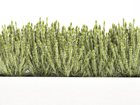 Collectie bloemen Calluna Rozemarijn lavendelstruikpotten 3D Model