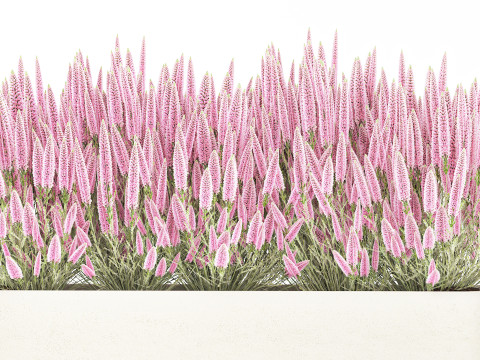 Collectie bloemen Calluna Rozemarijn lavendelstruikpotten 3D Model