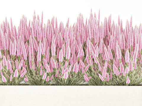 Collezione fiori Calluna Rosmarino Lavanda in vasi a cespuglio Modello 3D