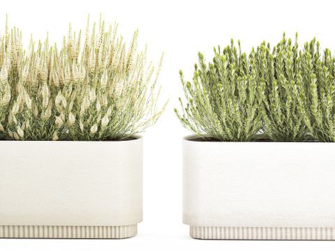 Collectie bloemen Calluna Rozemarijn lavendelstruikpotten 3D Model