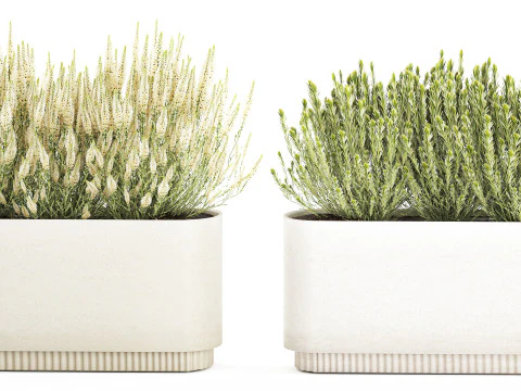 Collezione fiori Calluna Rosmarino Lavanda in vasi a cespuglio Modello 3D