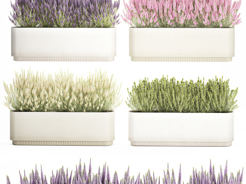 Collectie bloemen Calluna Rozemarijn lavendelstruikpotten 3D Model