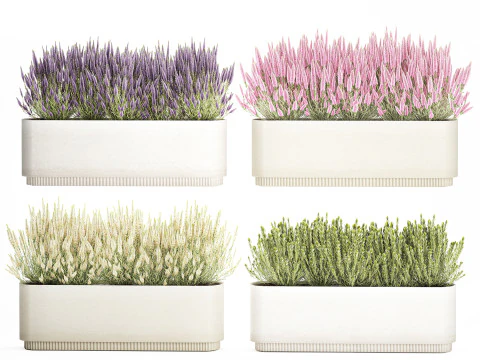 Collezione fiori Calluna Rosmarino Lavanda in vasi a cespuglio Modello 3D