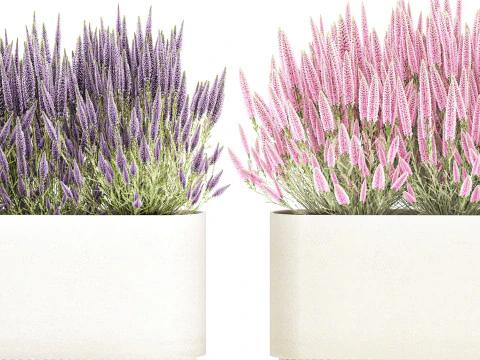 Collezione fiori Calluna Rosmarino Lavanda in vasi a cespuglio Modello 3D