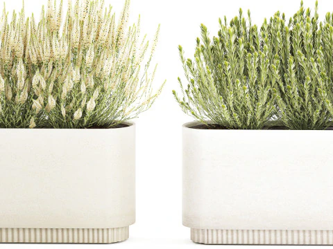 Collezione fiori Calluna Rosmarino Lavanda in vasi a cespuglio Modello 3D