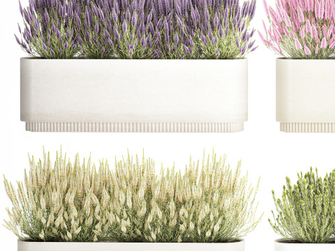 Collectie bloemen Calluna Rozemarijn lavendelstruikpotten 3D Model