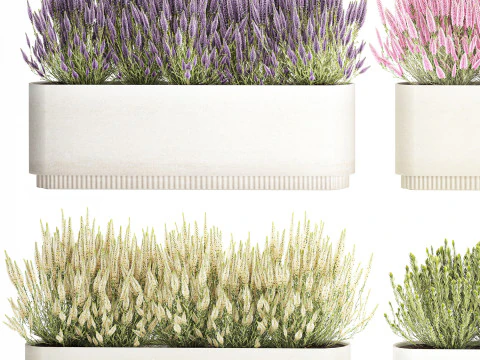 Collezione fiori Calluna Rosmarino Lavanda in vasi a cespuglio Modello 3D