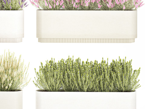 Collectie bloemen Calluna Rozemarijn lavendelstruikpotten 3D Model