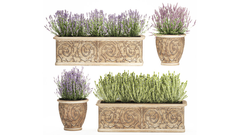 Collezione fiori rosmarino lavanda cespuglio classici vasi da esterno Modello 3D .c4d .max .obj .3ds .fbx .stl .blend