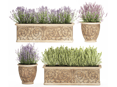 Koleksi bunga vas luar ruangan klasik semak lavender rosemary Model 3D