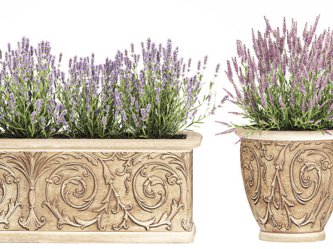 Collezione fiori rosmarino lavanda cespuglio classici vasi da esterno Modello 3D