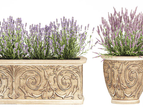Collection flowers rosemary lavender bush classic outdoor vases 3D Model