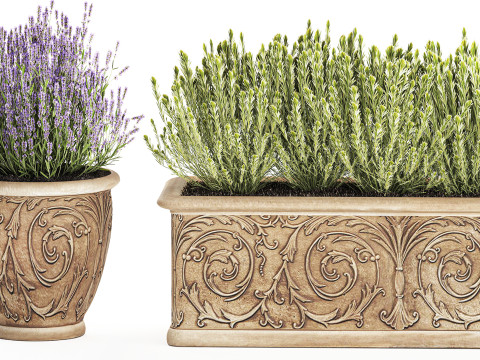 Collezione fiori rosmarino lavanda cespuglio classici vasi da esterno Modello 3D