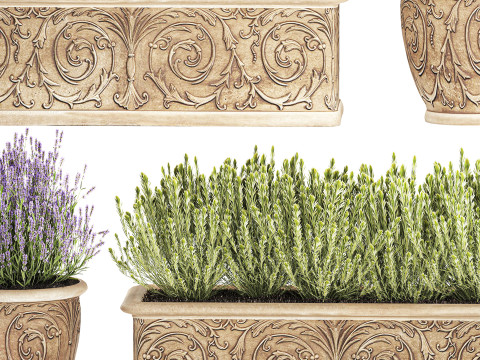 Collezione fiori rosmarino lavanda cespuglio classici vasi da esterno Modello 3D