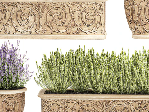 Collection flowers rosemary lavender bush classic outdoor vases 3D Model